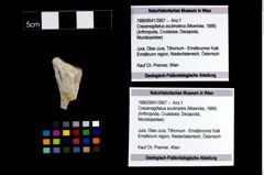 Foto (Objekt + Etikett) von Cracensigillatus acutirostris (Moericke, 1889)  (NHMW-GEO-1990-0041-3907)